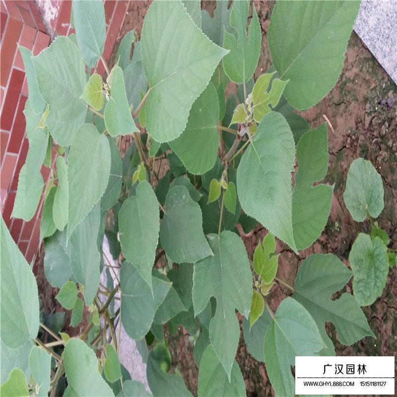 構樹產地