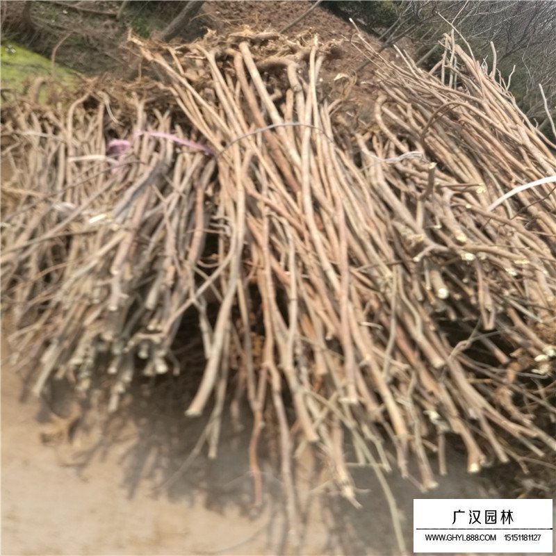 構樹產地