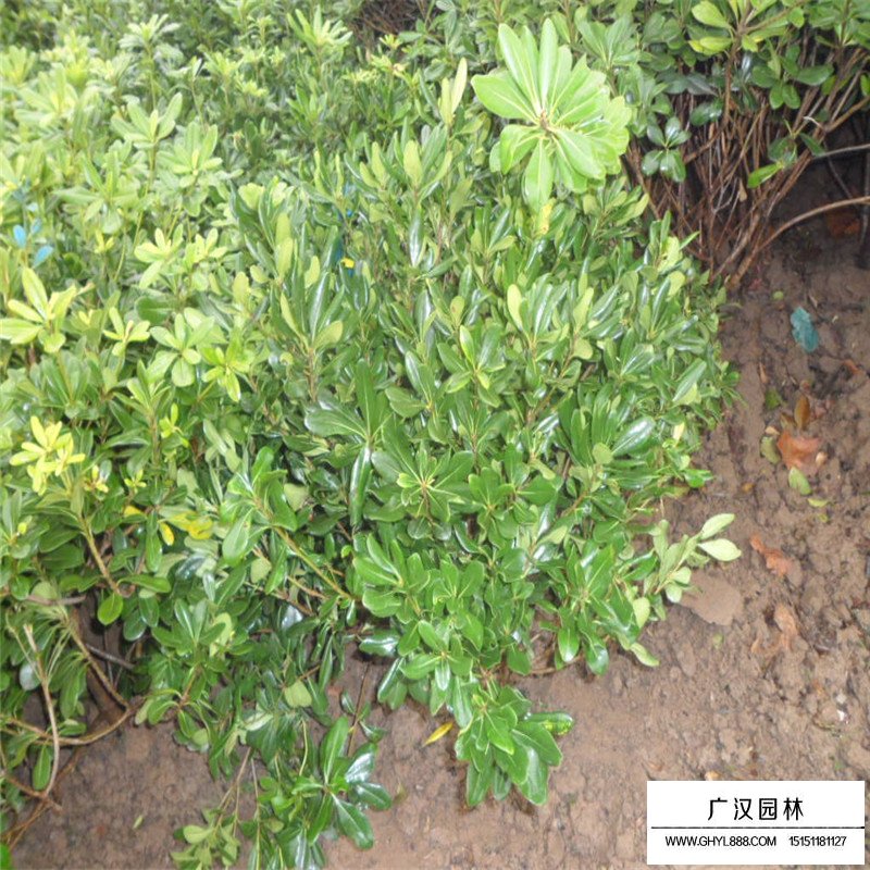 海桐球價格