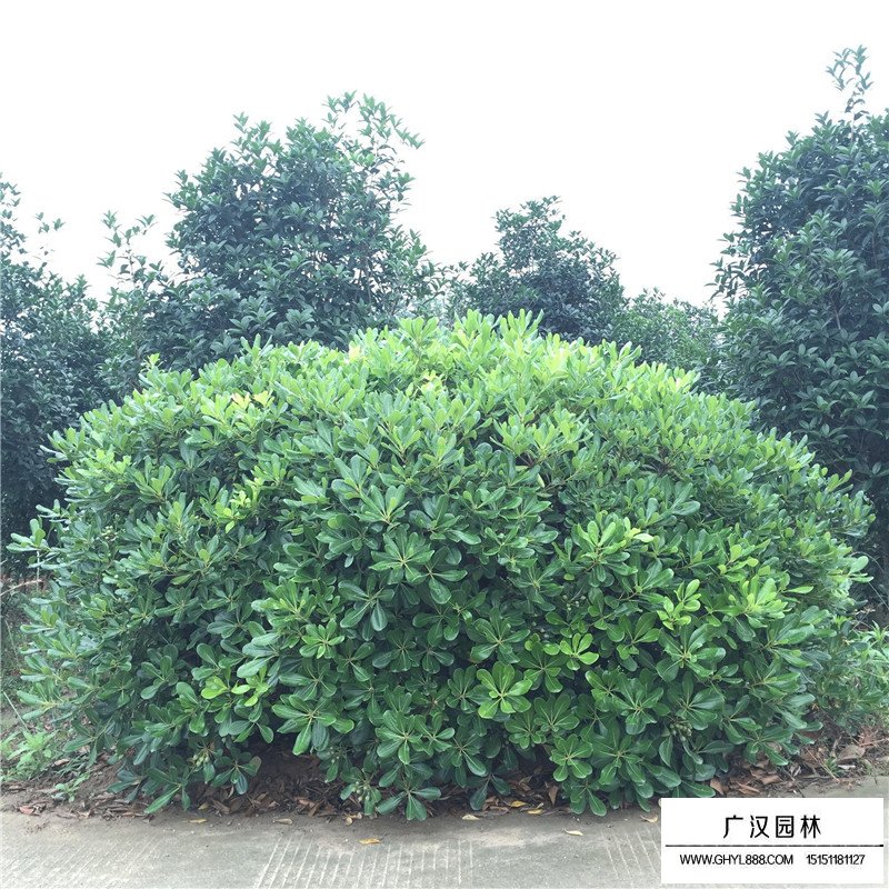 海桐球價格