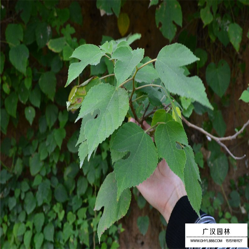 構樹產地