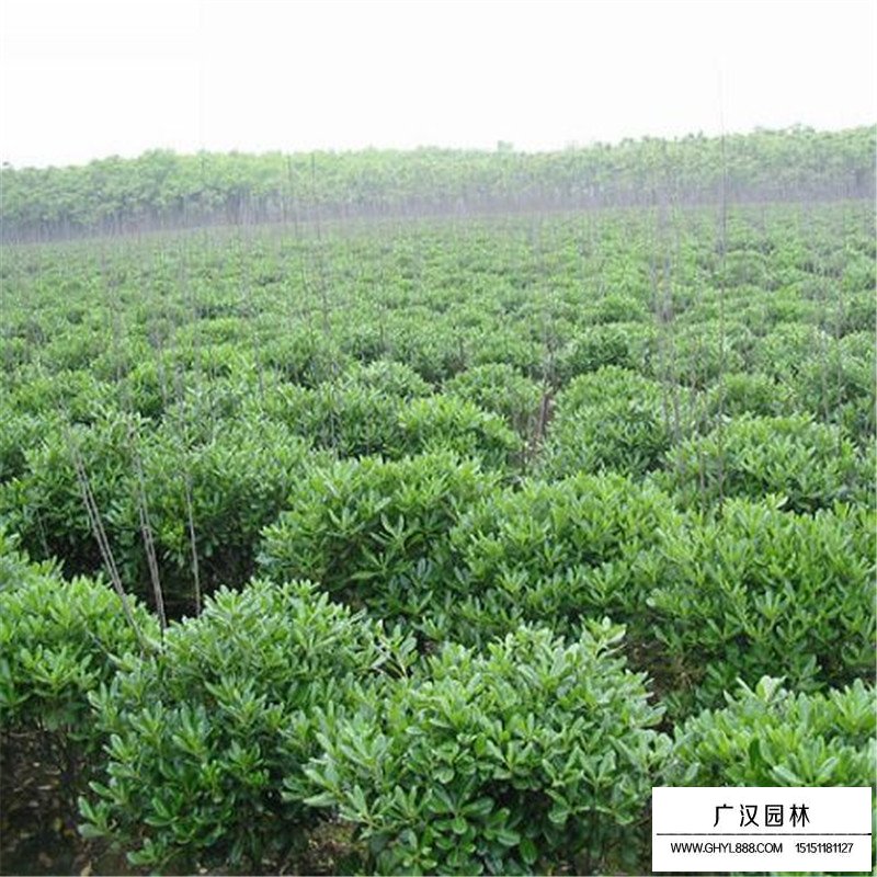 海桐球價格