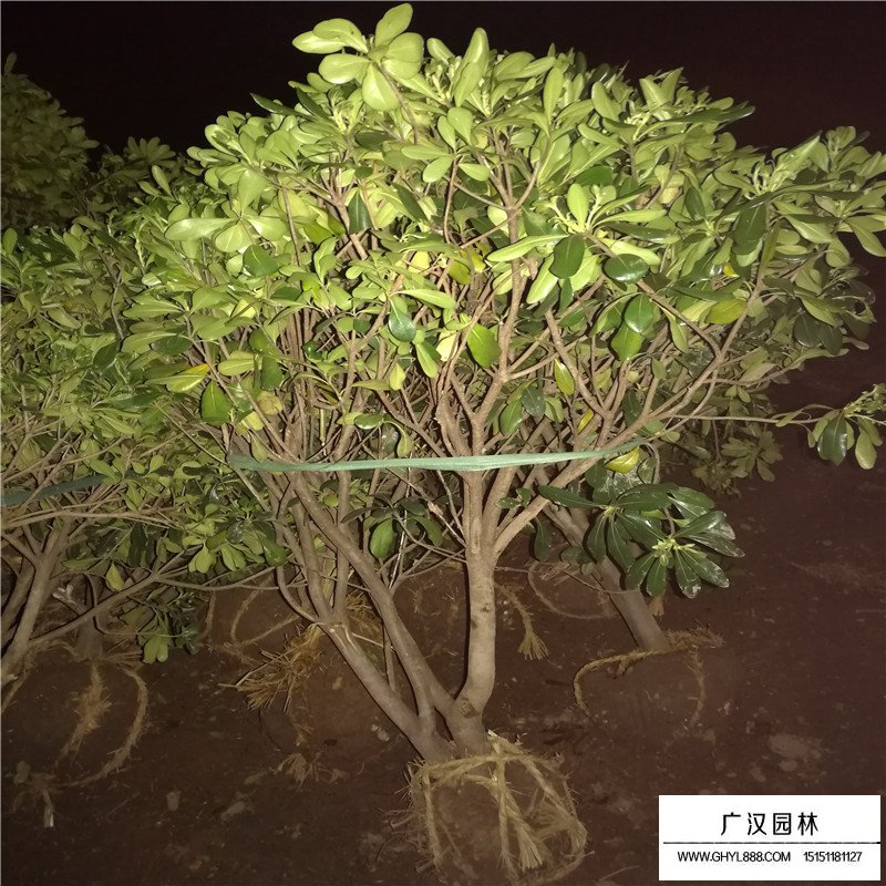 海桐球價格