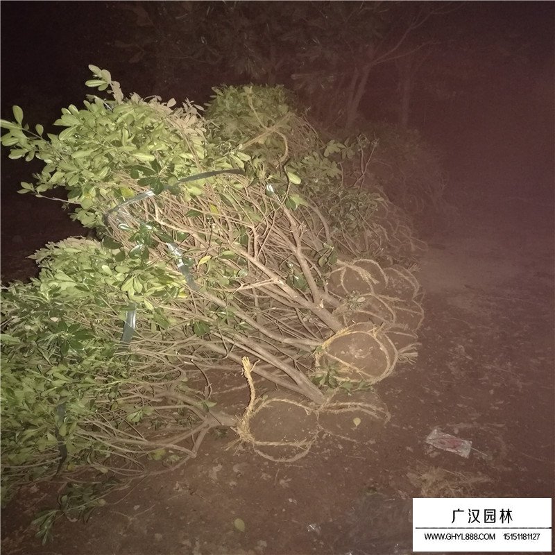 海桐球價格