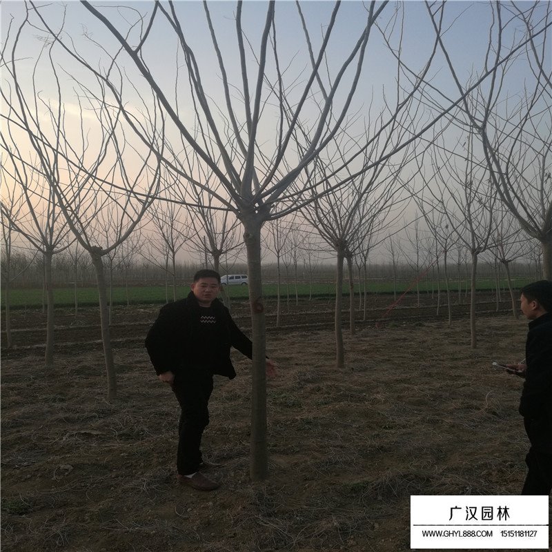 合歡樹產地