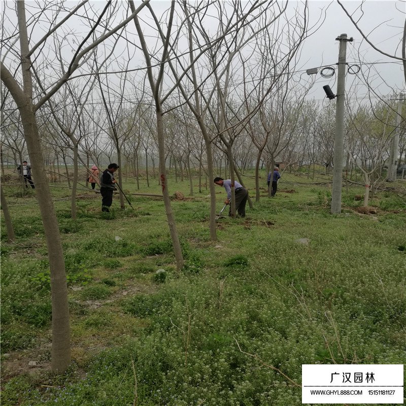 合歡樹產地