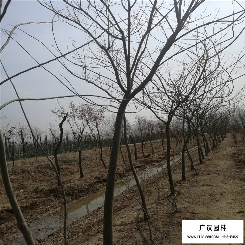 合歡樹產地