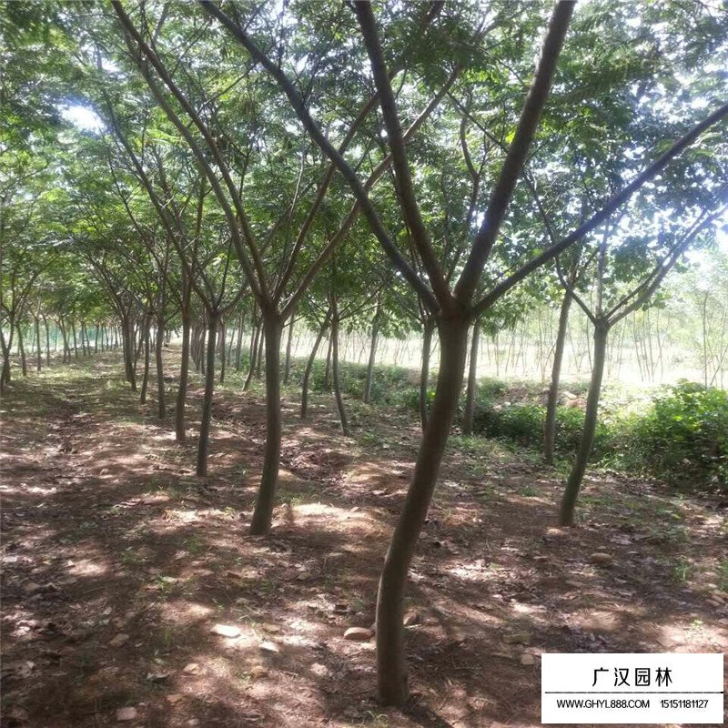 合歡樹產地