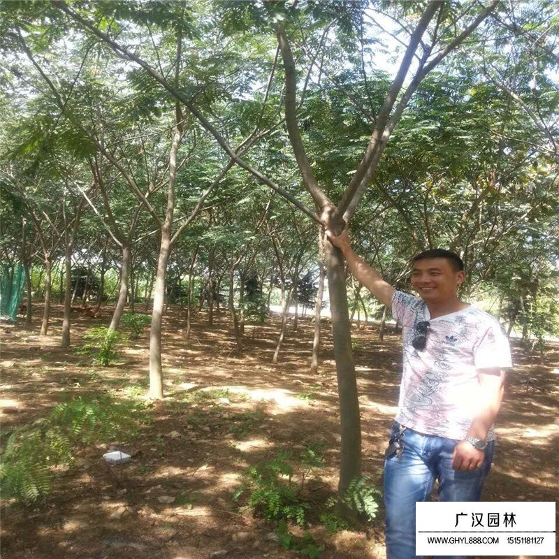 合歡樹產地