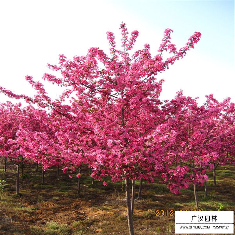 紅寶石海棠價格