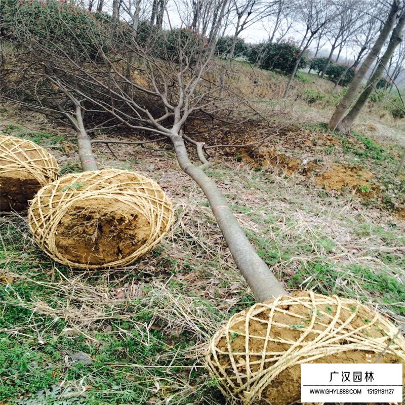 紅櫸樹價格