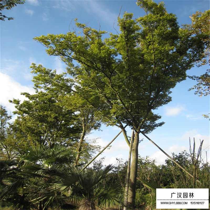 紅櫸樹價格