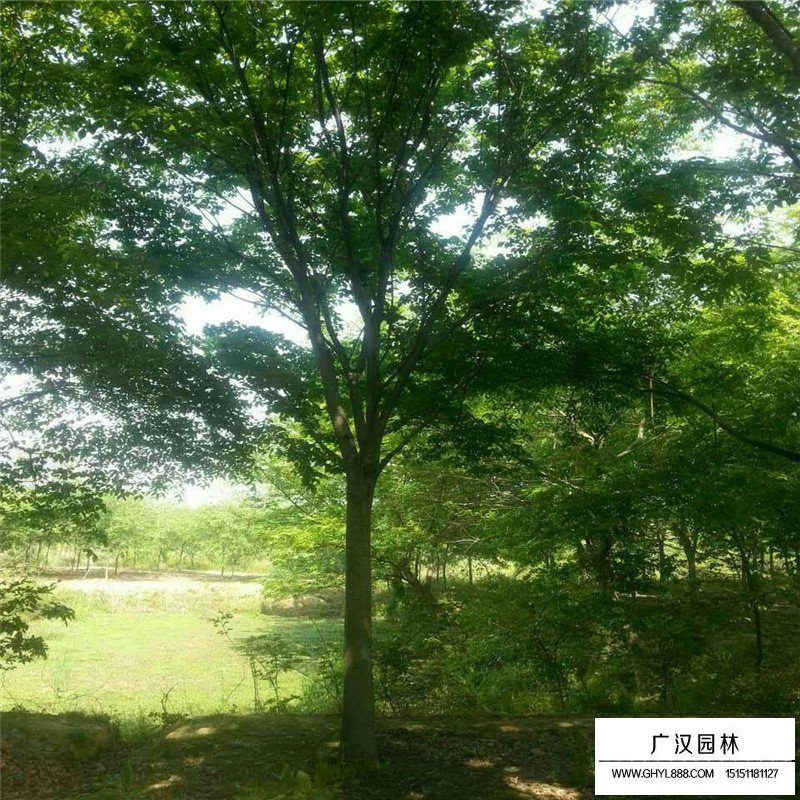 紅櫸樹價格