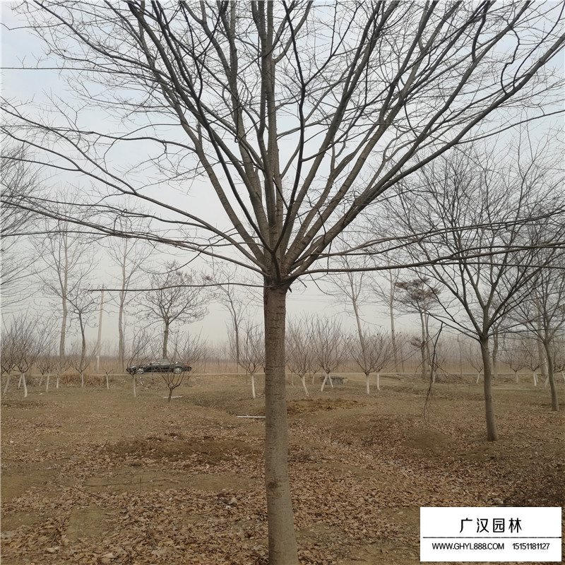 紅櫸樹價格