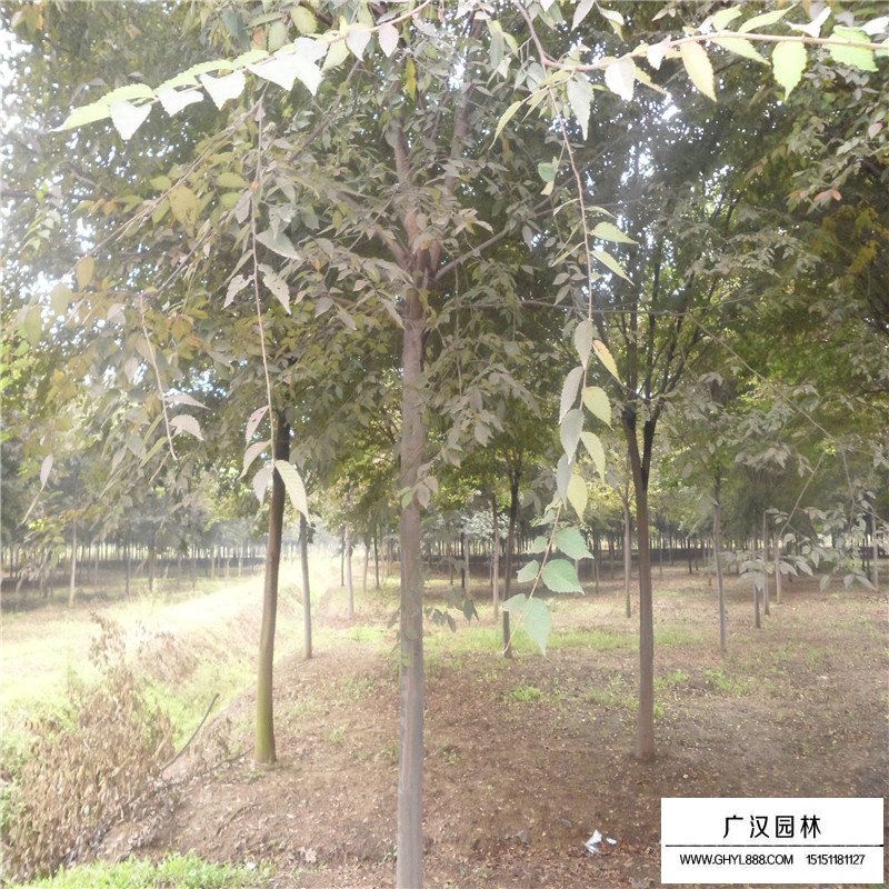 紅櫸樹價格