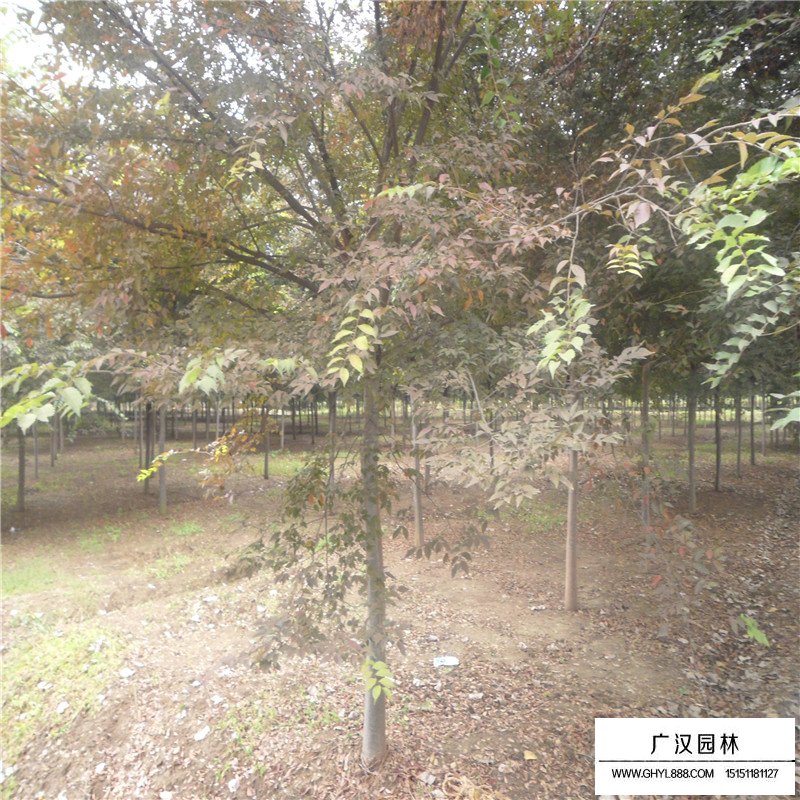 紅櫸樹價格