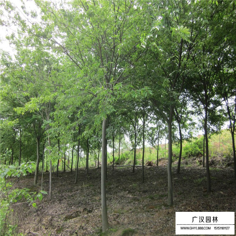 紅櫸樹價格