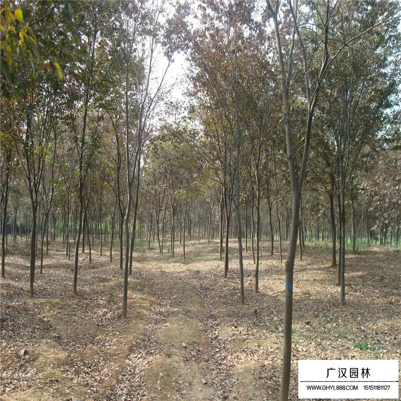紅櫸樹價格