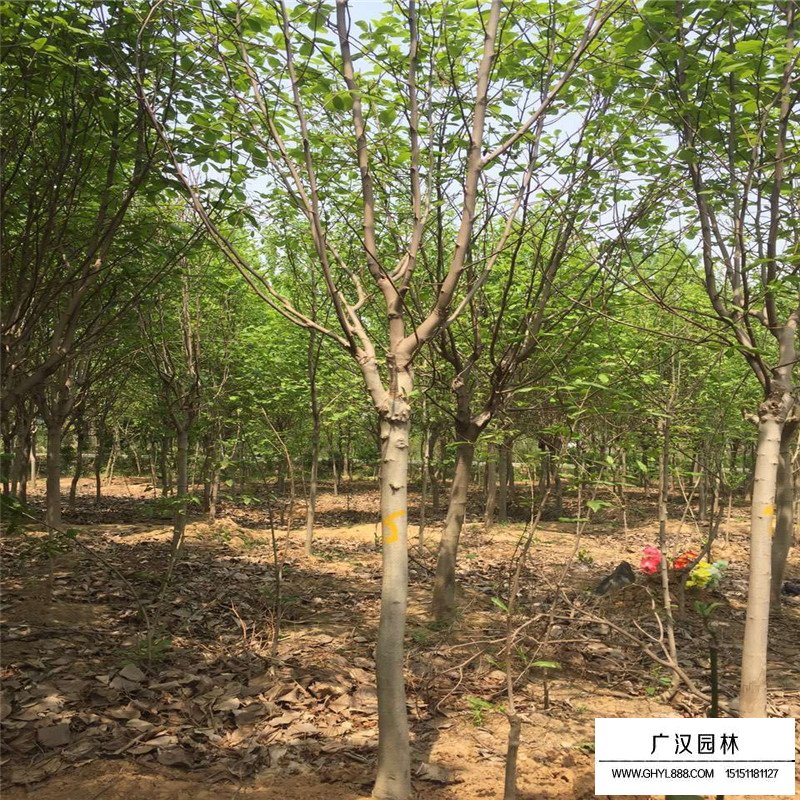 不同地徑紫玉蘭價格(圖3)