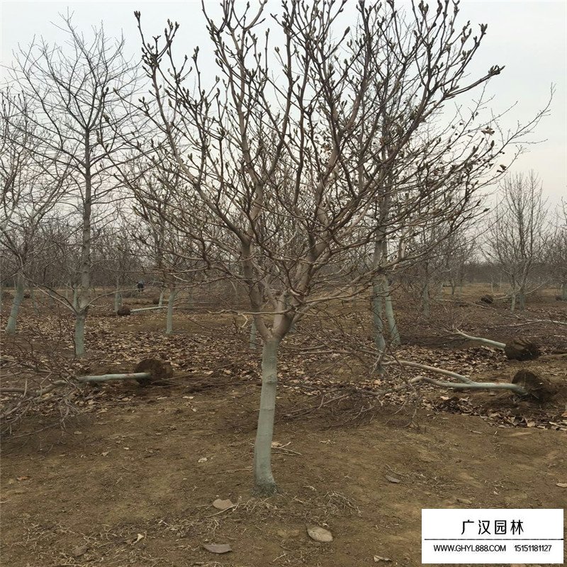 紫玉蘭產地
