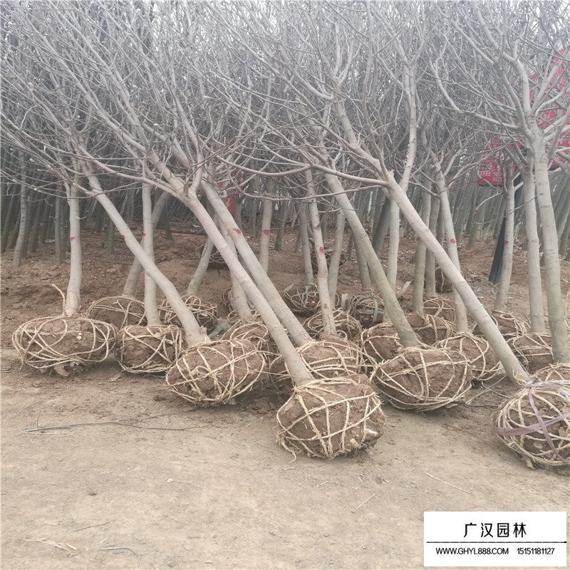不同地徑紫玉蘭價格(圖2)