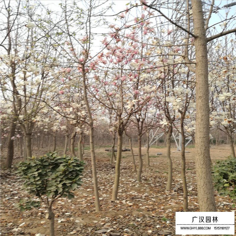 紫玉蘭產地