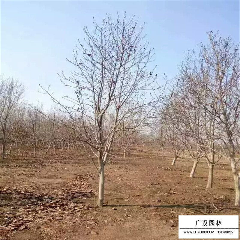 紫玉蘭產地