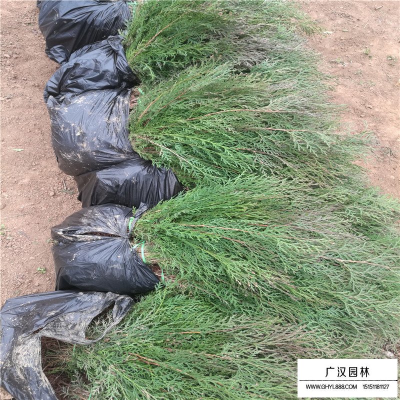 側柏價格
