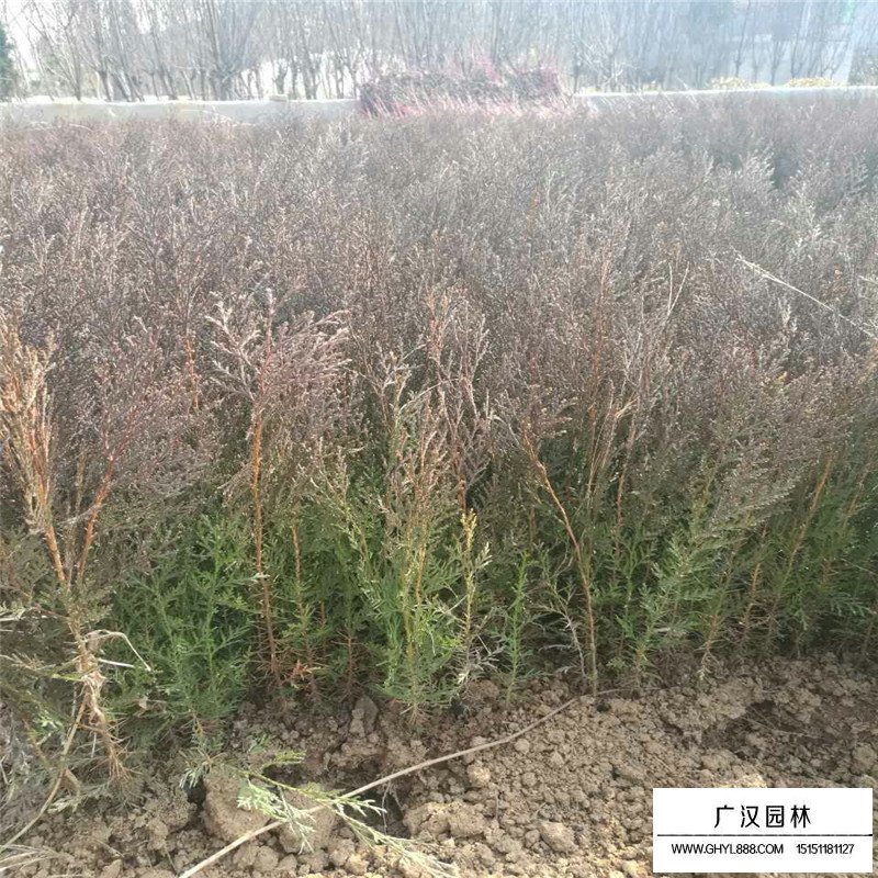 側柏價格