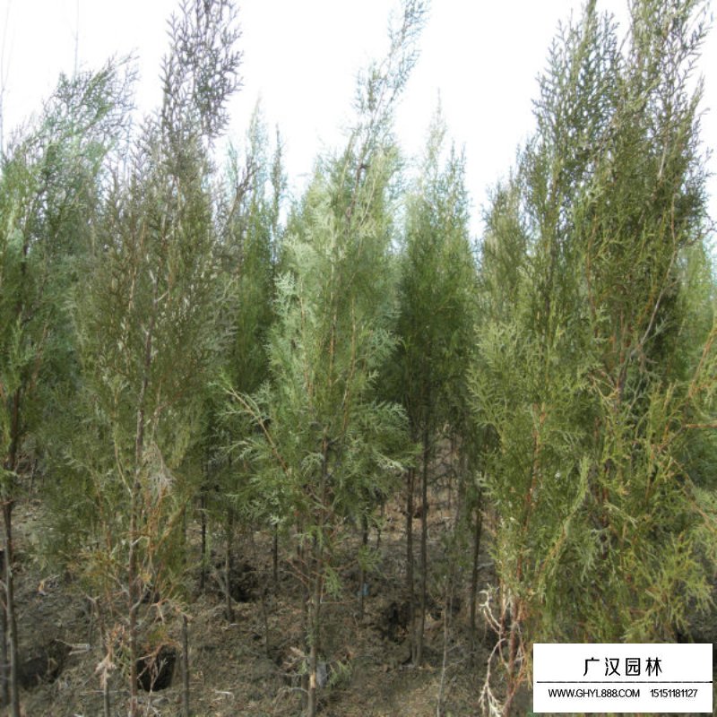 側柏價格