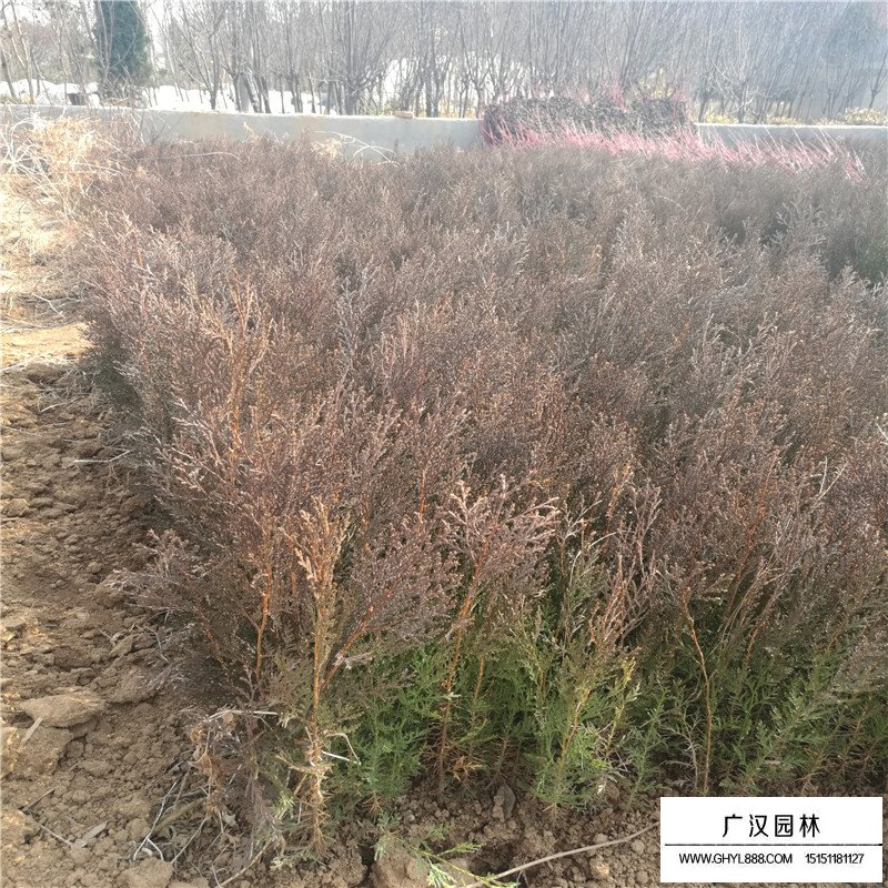柏樹產地