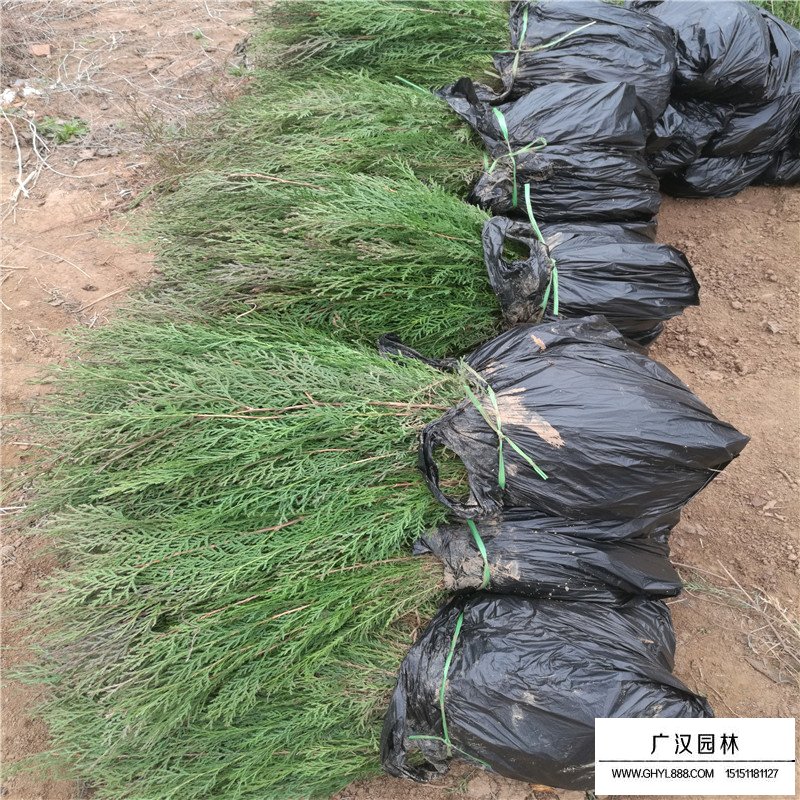 柏樹產地