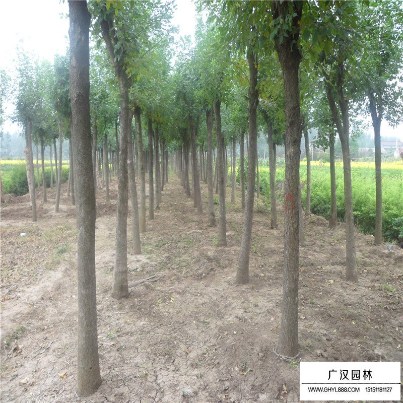 白蠟樹價格