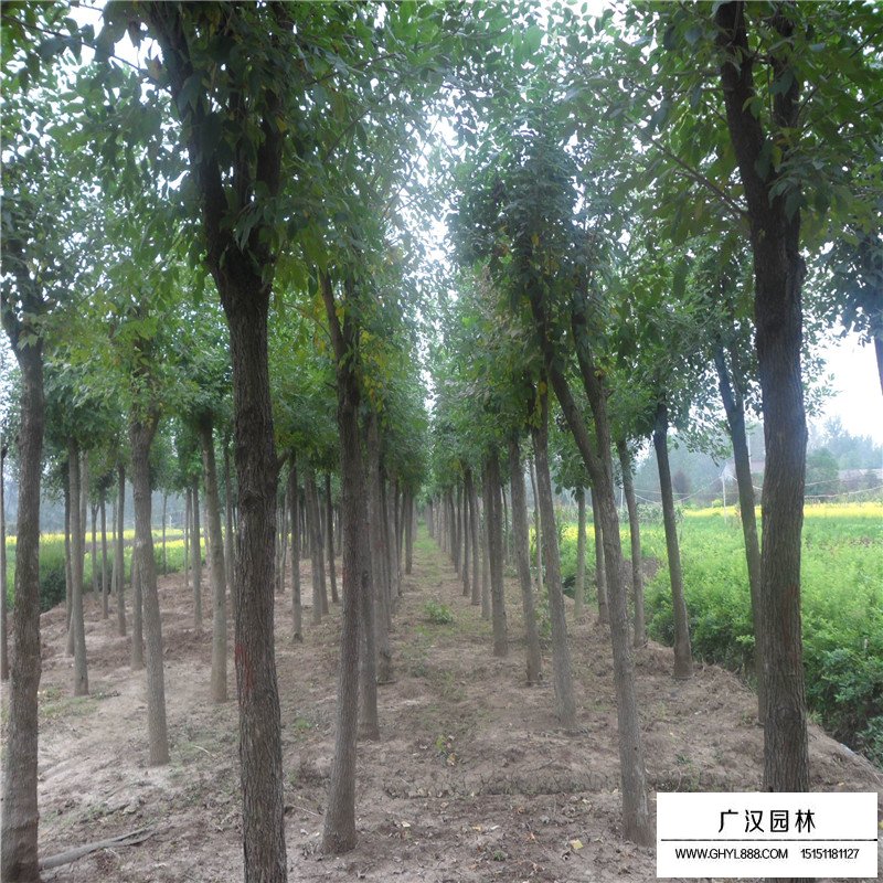 白蠟樹價格