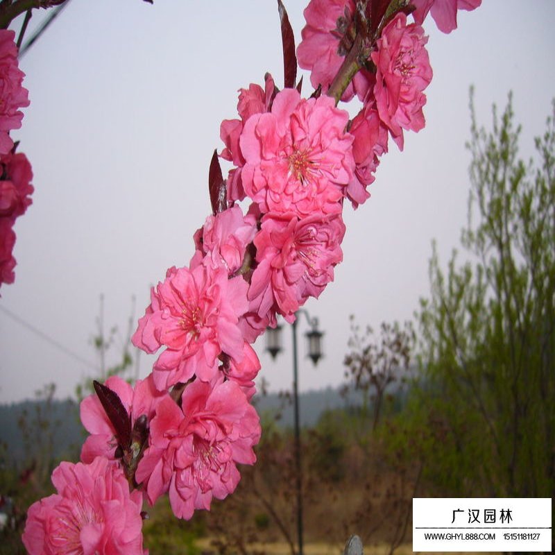 碧桃產地