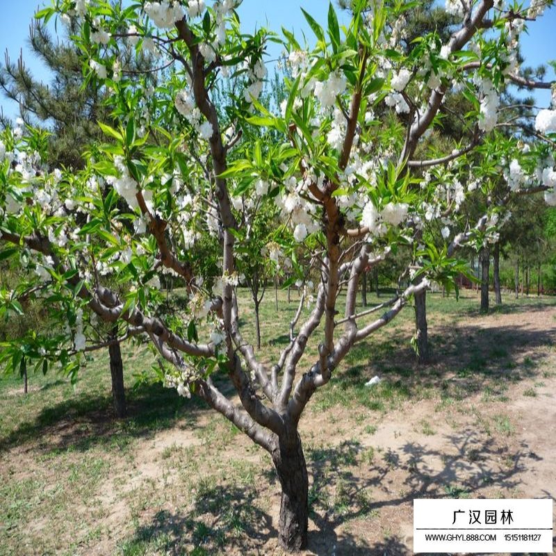 碧桃產地