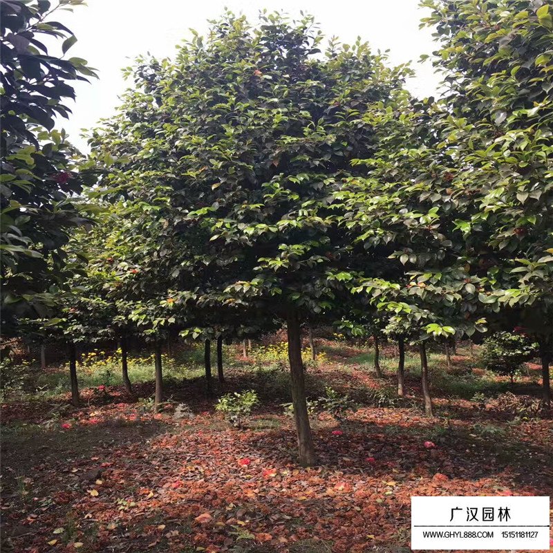 茶花產地