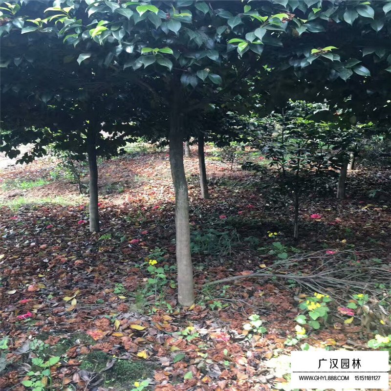 茶花產地