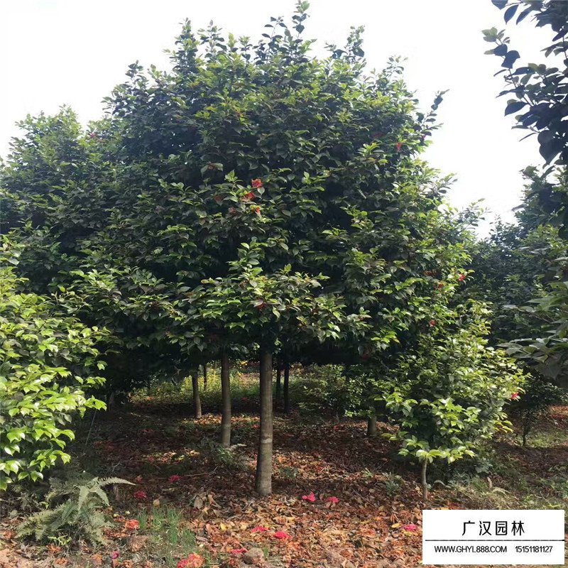 茶花產地