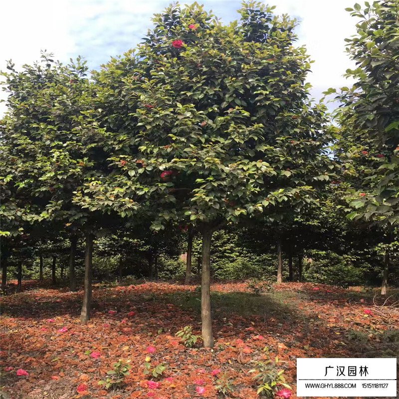 茶花產地