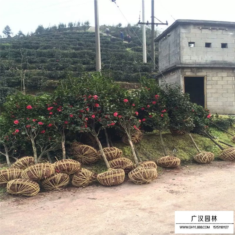 茶花產地