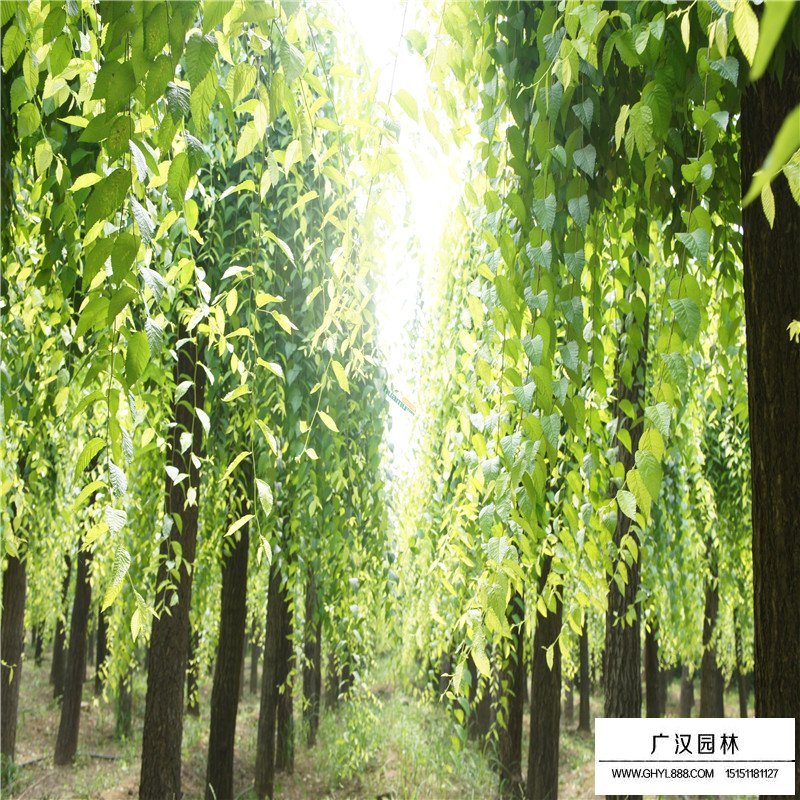 垂榆產地