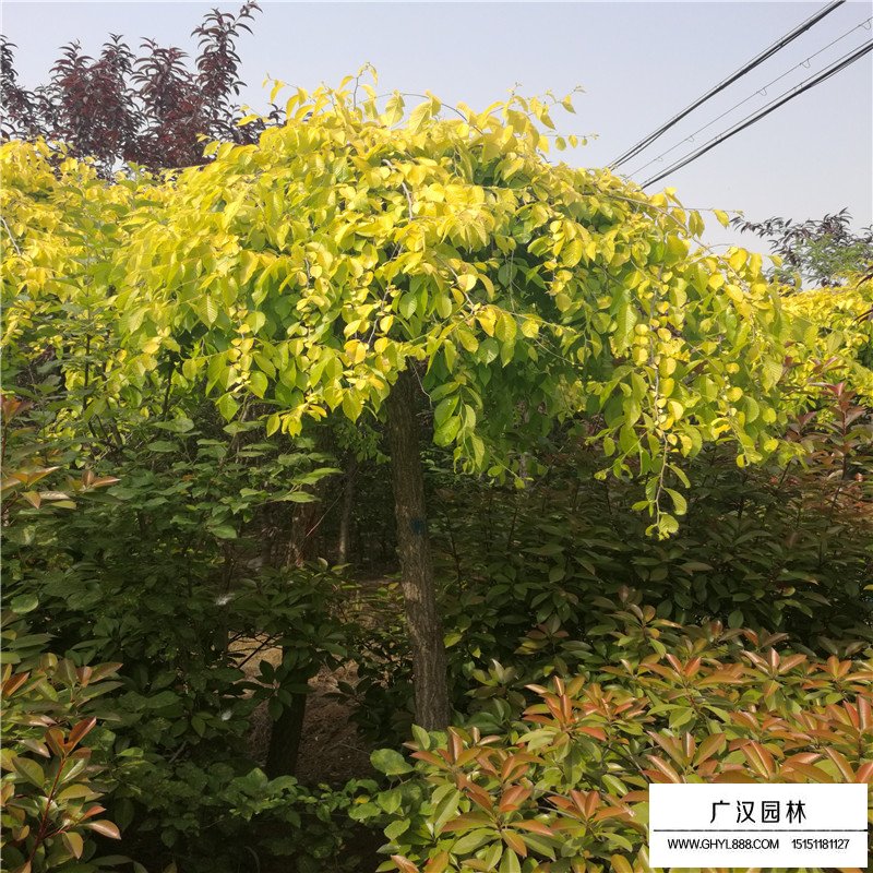 垂榆產地