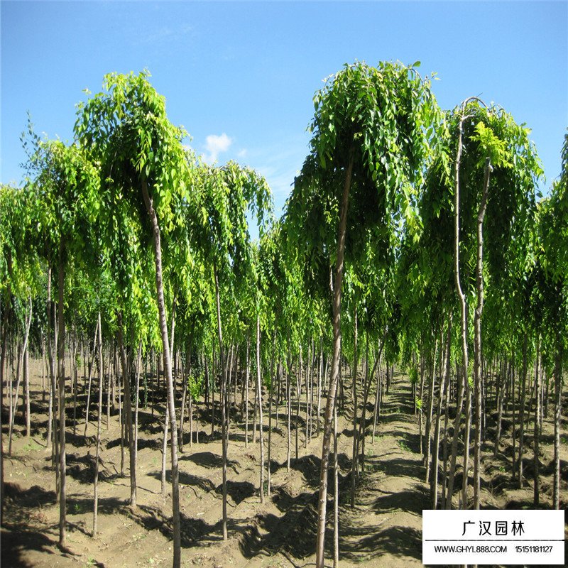 垂榆產地