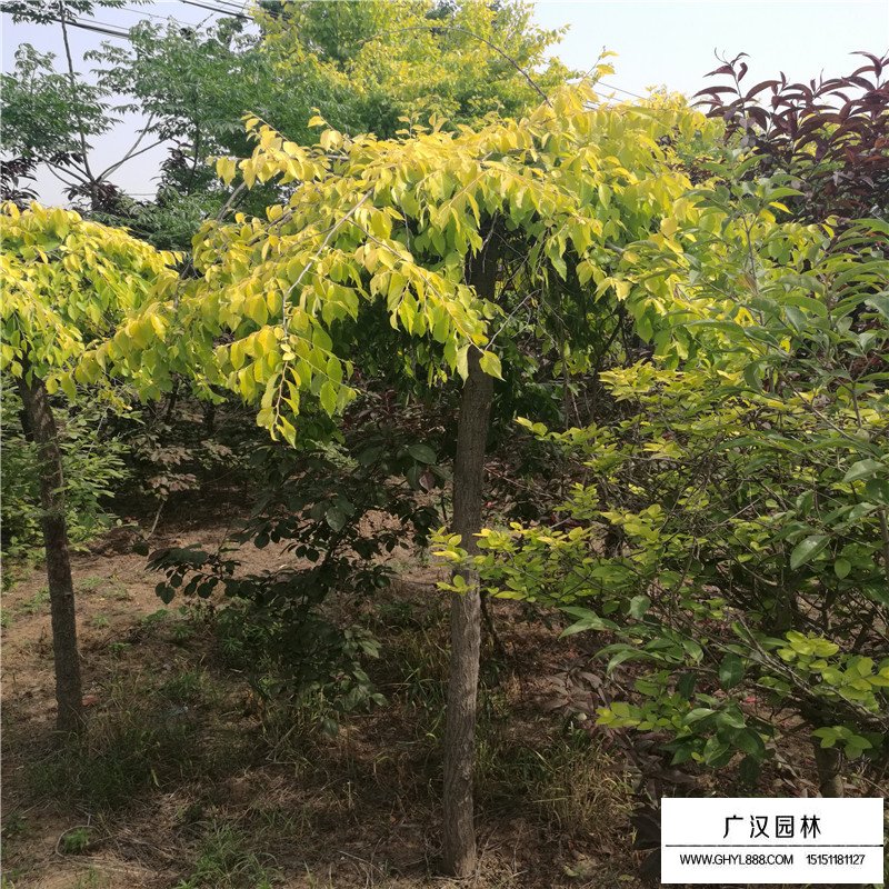 垂榆產地