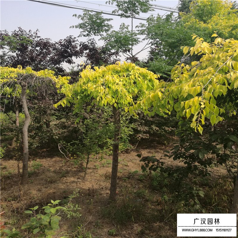 垂榆產地