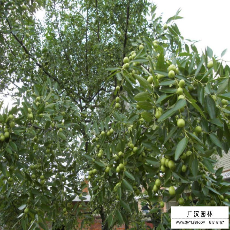 棗樹產地