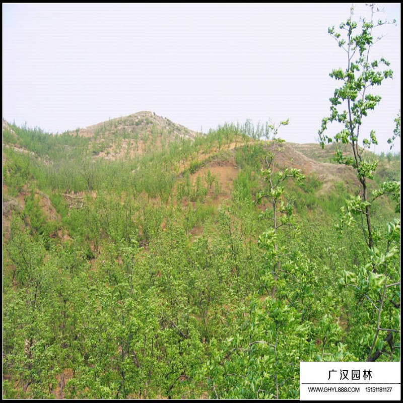 棗樹產地