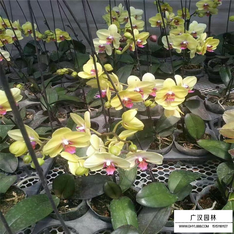 蝴蝶蘭產地