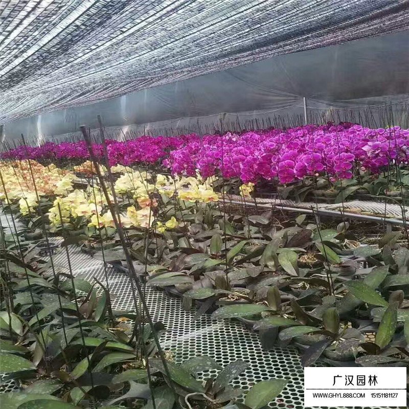 蝴蝶蘭產地